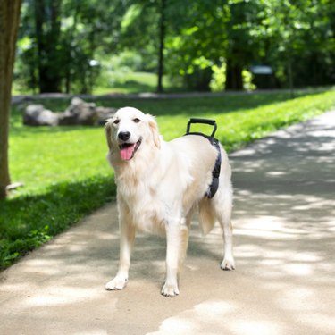 The Complete Checklist for Buying Supplies for Your New Senior Dog