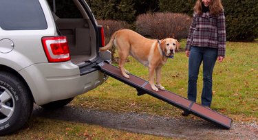 The Complete Checklist for Buying Supplies for Your New Senior Dog