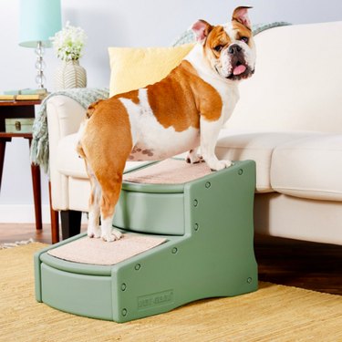 The Complete Checklist for Buying Supplies for Your New Senior Dog