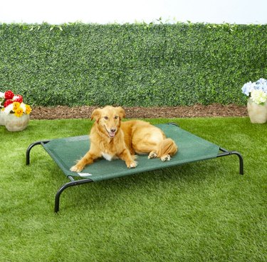 The Complete Checklist for Buying Supplies for Your New Senior Dog