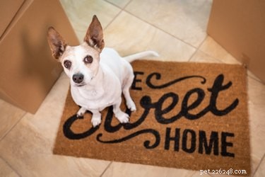 Complete Checklist for Adult Dogs: Essentials Every New Owner Needs
