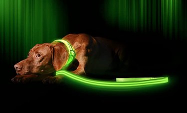 Complete Checklist for Adult Dogs: Essentials Every New Owner Needs