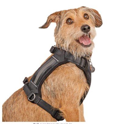 Complete Checklist for Adult Dogs: Essentials Every New Owner Needs