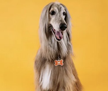 Complete Checklist for Adult Dogs: Essentials Every New Owner Needs