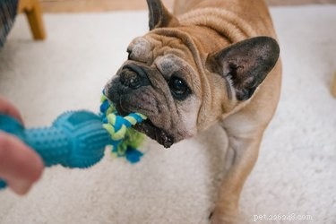At What Age Do Dogs Become Seniors? Expert Guide for Aging Pets
