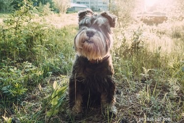 At What Age Do Dogs Become Seniors? Expert Guide for Aging Pets
