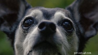 At What Age Do Dogs Become Seniors? Expert Guide for Aging Pets