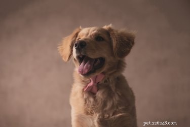 Can You Give Dogs Ice Cubes? Vet‑Approved Guide to Safe Cooling