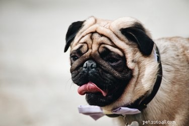 Can You Give Dogs Ice Cubes? Vet‑Approved Guide to Safe Cooling