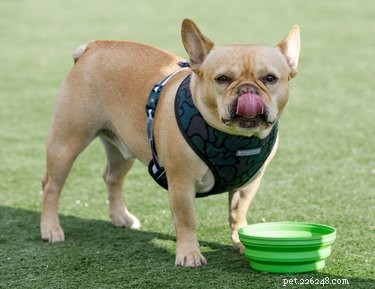 Can You Give Dogs Ice Cubes? Vet‑Approved Guide to Safe Cooling