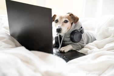 Is Loud Music Harmful to Dogs? How to Protect Their Hearing