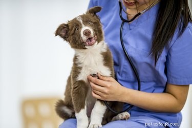 Optimal Timing for Introducing Your Puppy to Other Dogs