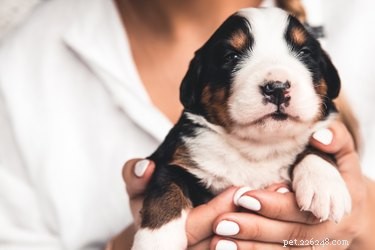 Optimal Timing for Introducing Your Puppy to Other Dogs