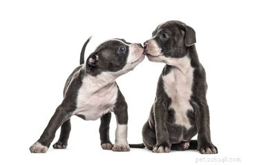 Optimal Timing for Introducing Your Puppy to Other Dogs