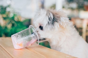 Are Milk Alternatives Safe for Dogs? A Veterinary Guide