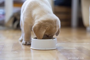 Are Milk Alternatives Safe for Dogs? A Veterinary Guide
