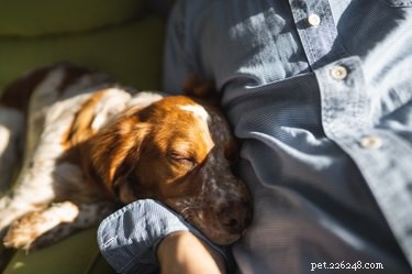 Are Milk Alternatives Safe for Dogs? A Veterinary Guide