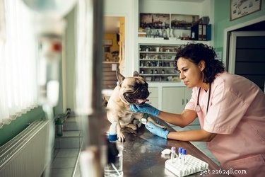 Pet Insurance: Protecting Your Furry Friend’s Health and Your Wallet