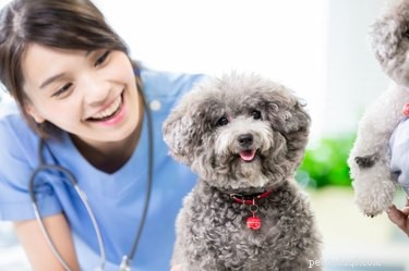 Pet Insurance: Protecting Your Furry Friend’s Health and Your Wallet