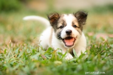 How Much Exercise Does a New Puppy Need? Expert Guidelines for Healthy Growth