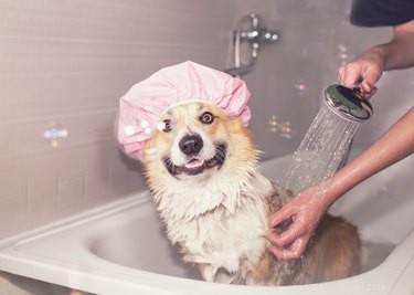 Understanding and Eliminating Bad Odors in Your Dog s Ears