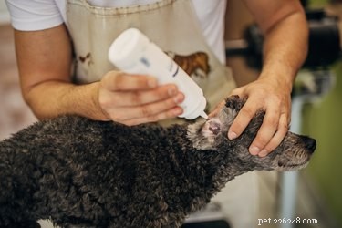 Understanding and Eliminating Bad Odors in Your Dog s Ears