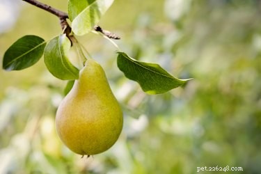 Are Pears Safe for Dogs? A Vet’s Guide to Feeding Pears