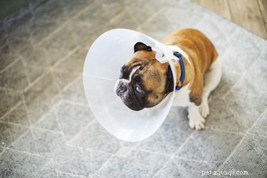 Can Dogs Sleep While Wearing a Cone? Expert Guide
