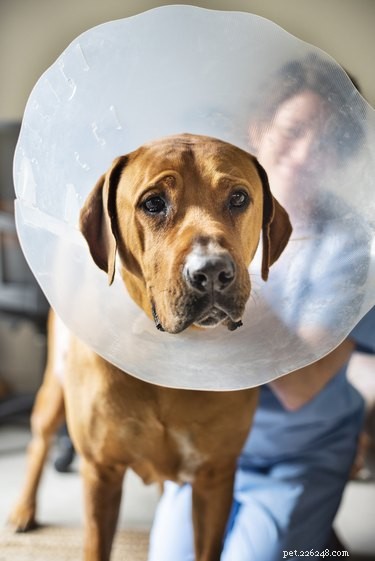 Can Dogs Sleep While Wearing a Cone? Expert Guide