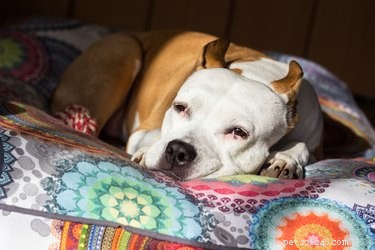 Should Your Dog Use a Blanket at Night? Expert Tips for Warmth and Comfort