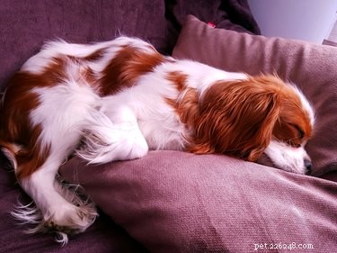 Should Your Dog Use a Blanket at Night? Expert Tips for Warmth and Comfort