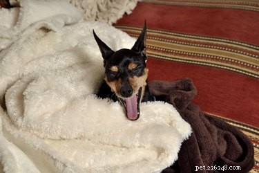 Should Your Dog Use a Blanket at Night? Expert Tips for Warmth and Comfort