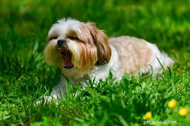 Are Scented Candles Safe for Dogs? Expert Insights & Tips