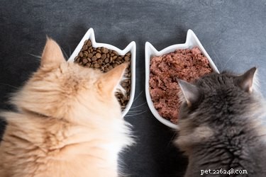 Master Pet Food Labels: A Guide to Choosing the Best Nutrition for Your Pet