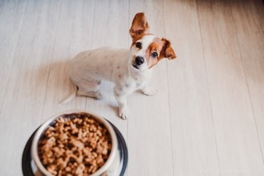 Master Pet Food Labels: A Guide to Choosing the Best Nutrition for Your Pet