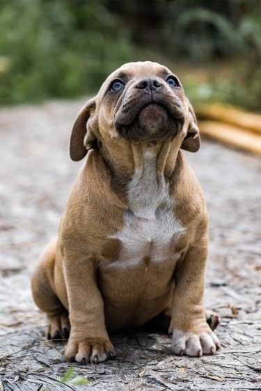 What Causes Puppies to Be Born Green? A Scientific Breakdown