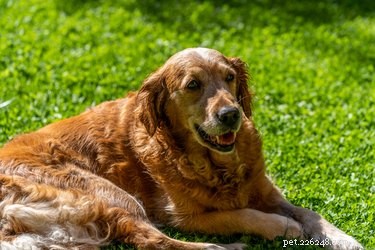 What Causes Puppies to Be Born Green? A Scientific Breakdown