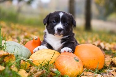 Can Dogs Safely Enjoy Pumpkin Pie? A Vet-Approved Guide