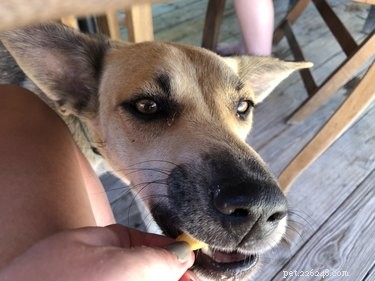 Can Dogs Safely Consume Oysters? Expert Insights