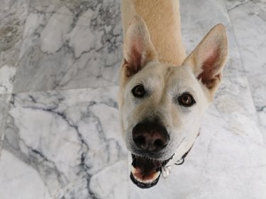 Can Dogs Safely Consume Oysters? Expert Insights