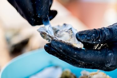 Can Dogs Safely Consume Oysters? Expert Insights