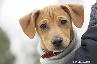 Do Dogs Actually Have Eyebrows? Unveiling the Truth About Canine Facial Features