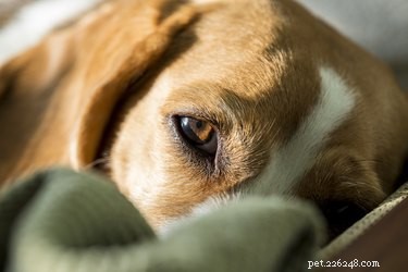 Do Dogs Actually Have Eyebrows? Unveiling the Truth About Canine Facial Features