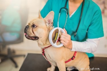 How to Verify Your Dog’s Microchip Status Quickly