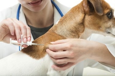 How to Verify Your Dog’s Microchip Status Quickly