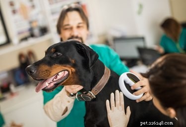 How to Verify Your Dog’s Microchip Status Quickly