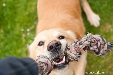 Is Flossing Your Dog’s Teeth Beneficial? Expert Advice on Canine Dental Care