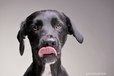Are Skittles Safe for Dogs? A Comprehensive Guide