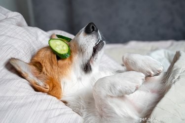 Should You Use Moisturizer on Your Dog? Expert Skin Care Guide