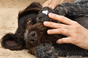 Should You Use Moisturizer on Your Dog? Expert Skin Care Guide